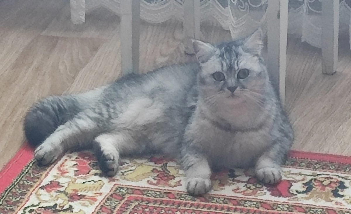 Шотландский кот прямоухий серый