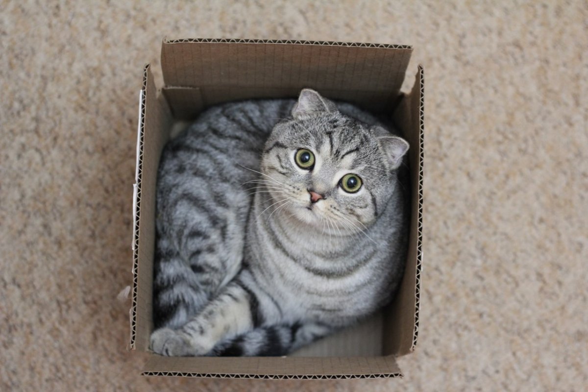 Кот британец вислоухий серый