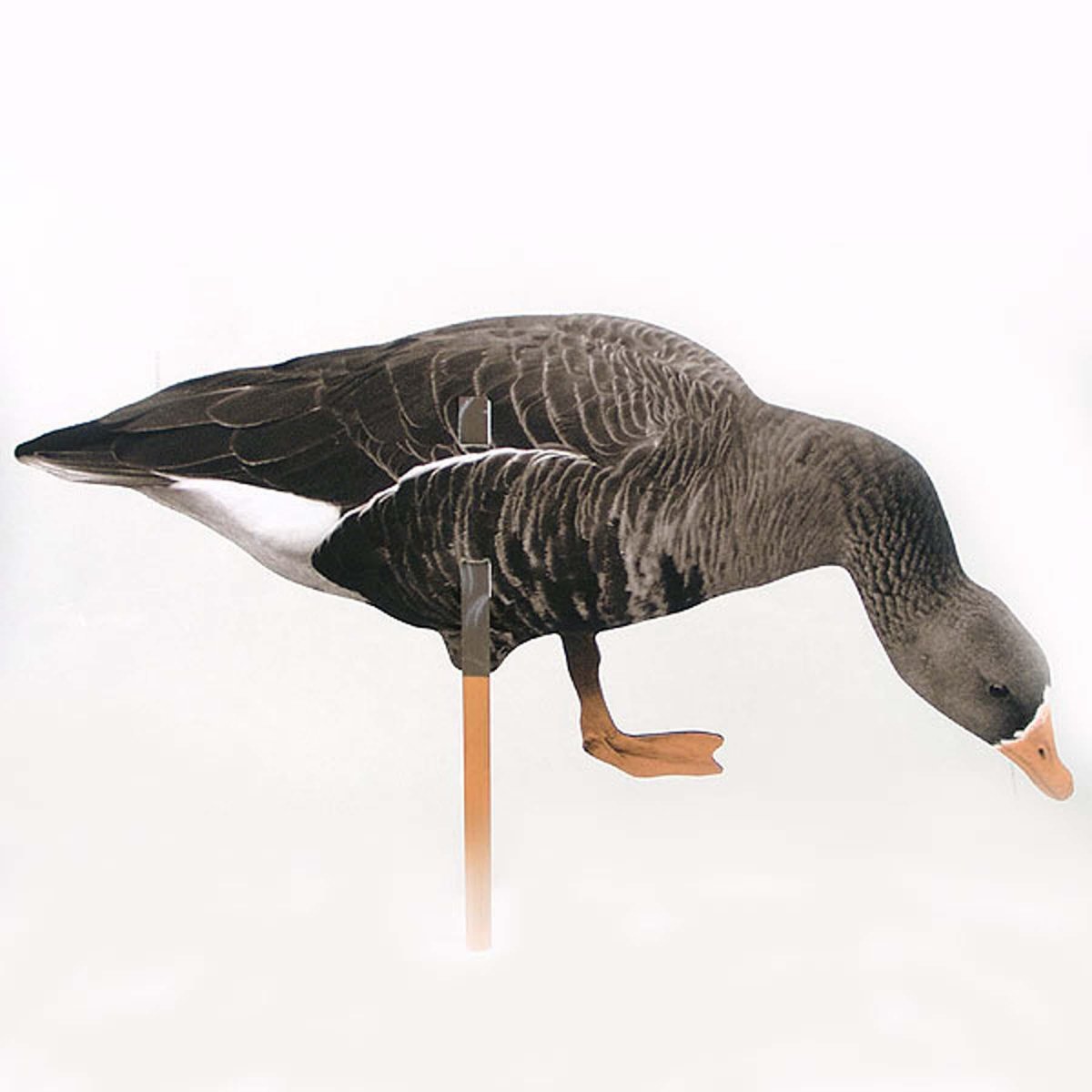 Голографические профиля белолобых гусей Webfoot wf901ps