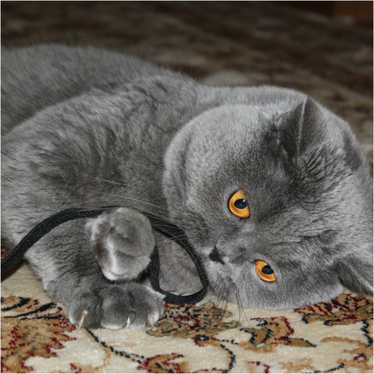 Дымчатая голубая Британская кошка