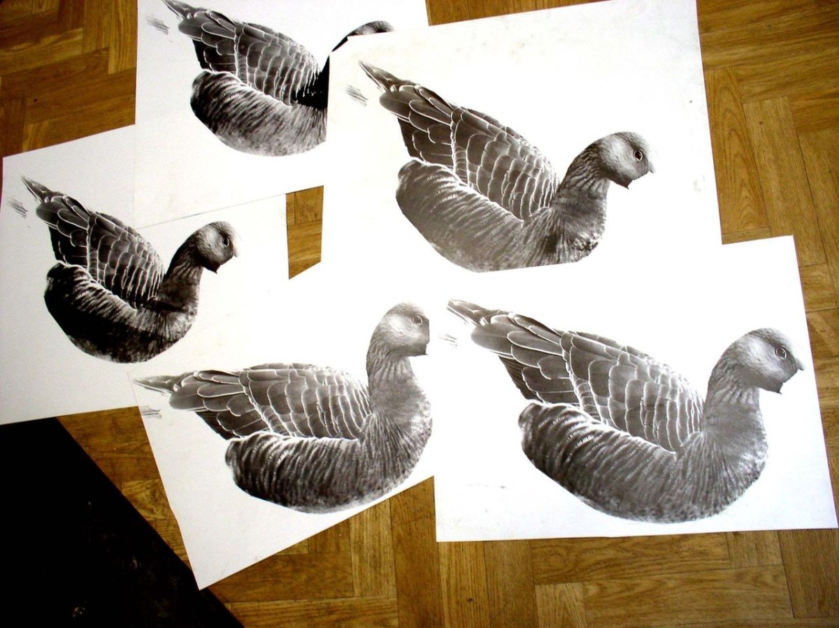 Чучела гусей Полесник