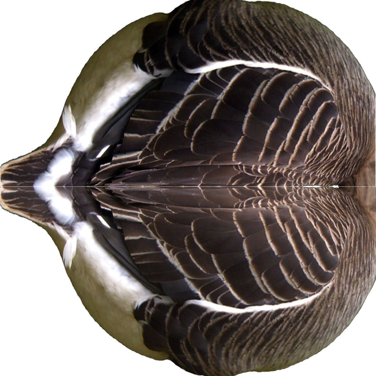 Гуси реальные фигуры