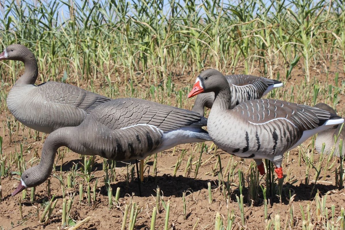 Гусиные профиля фанерные набор из 12шт гуменник