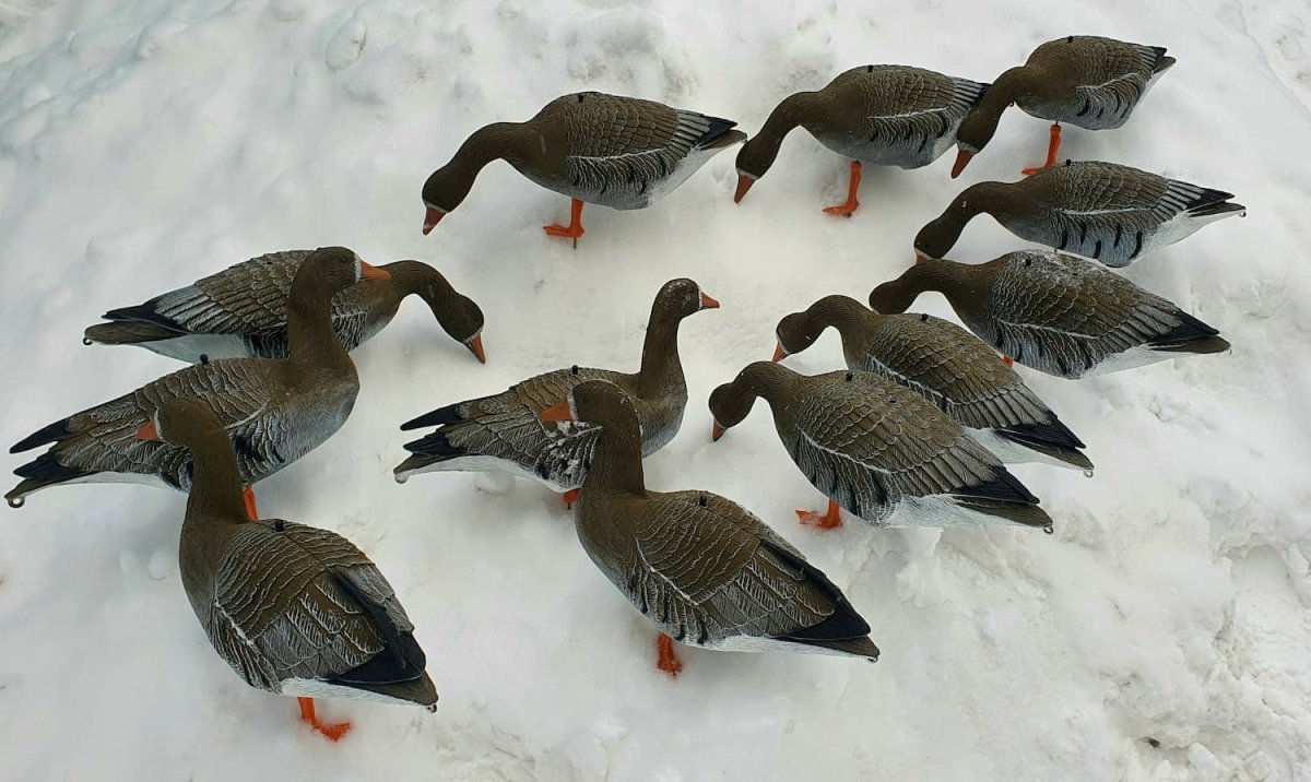 Чучела белолобого гуся