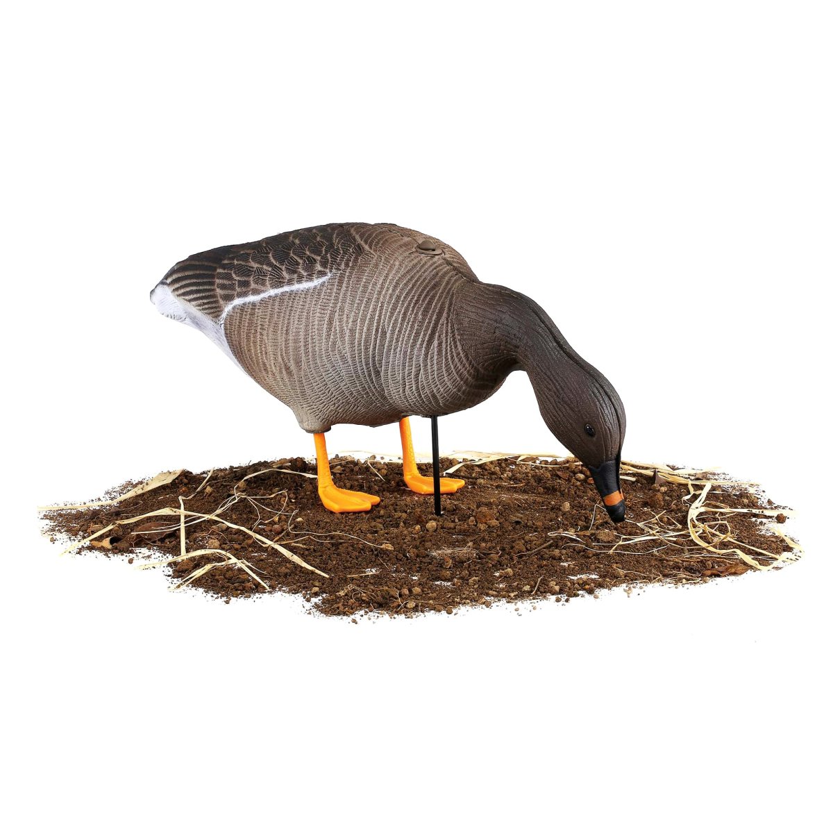 Чучела белолобого гуся