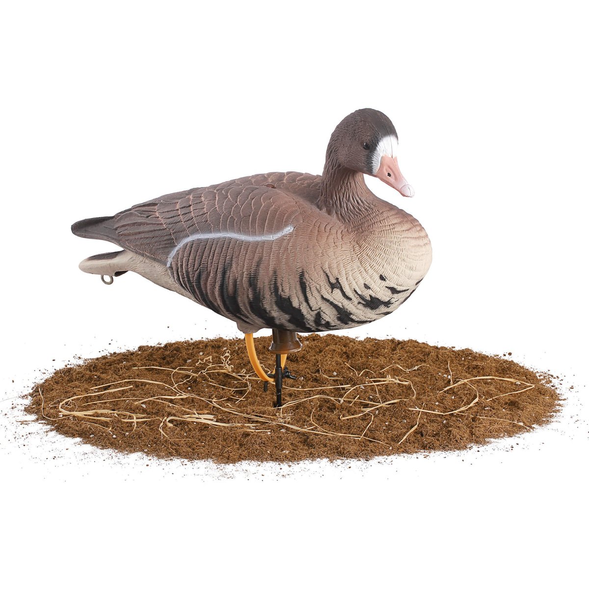 Гусь гуменник кормится