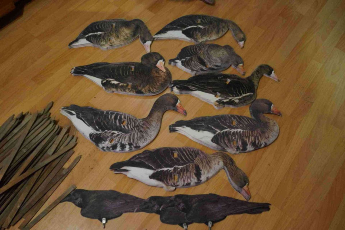 Фотопечать профиля гуся