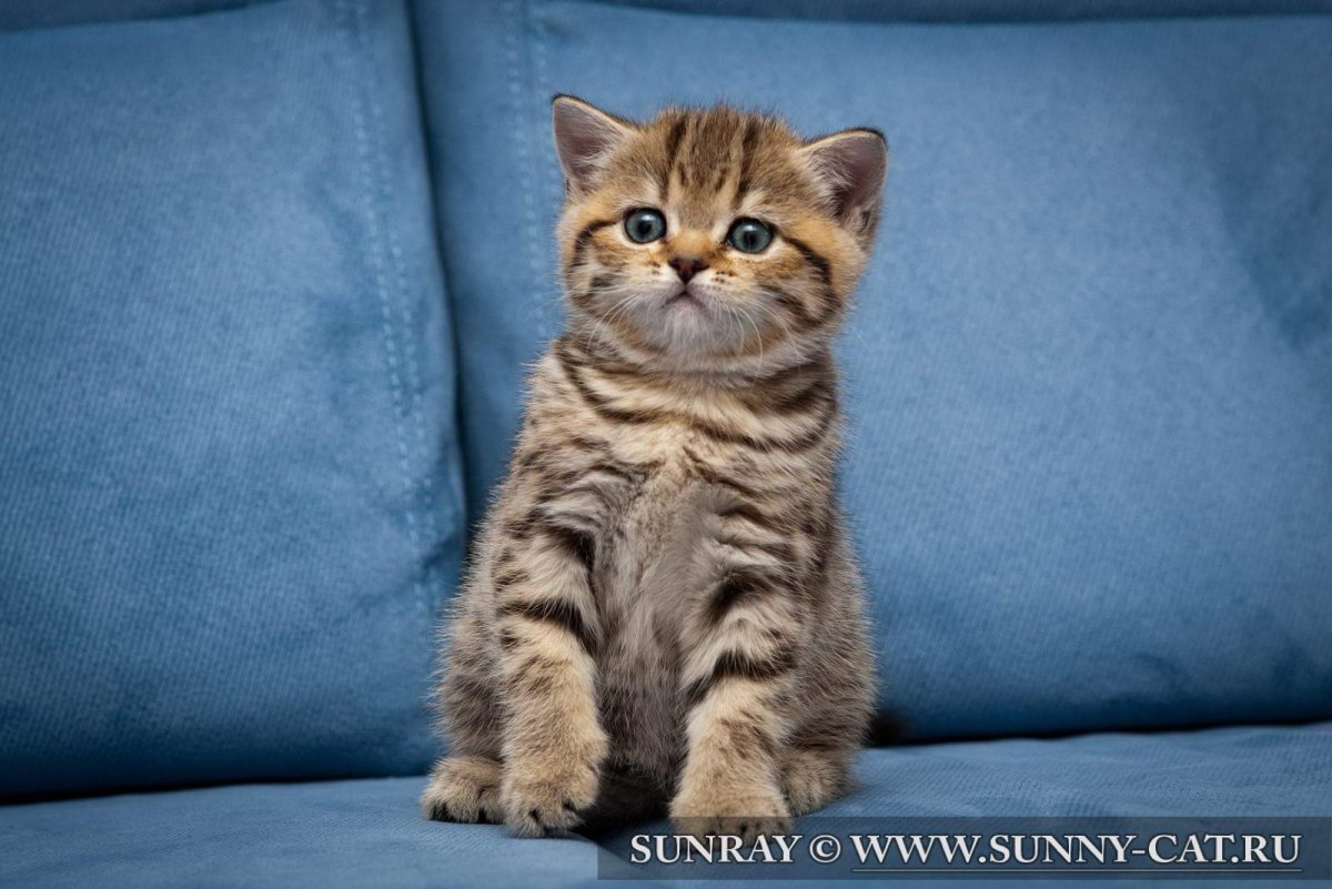 Шотландский Браун табби