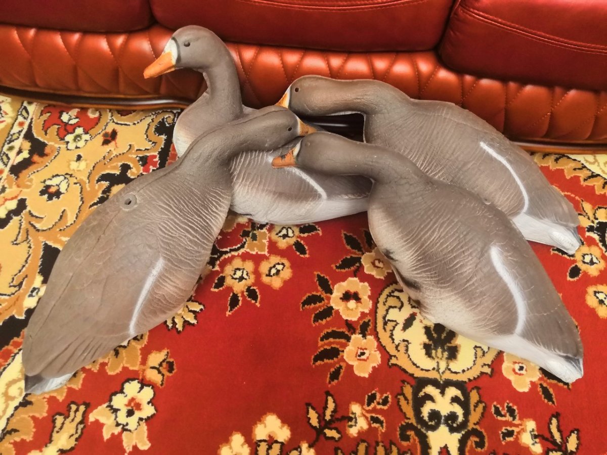 Белолобый Гусь ghg