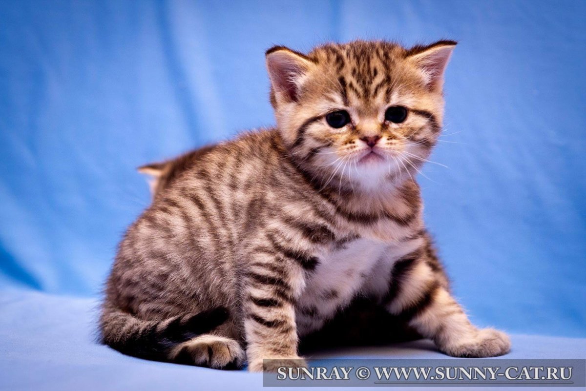 Британец табби тигровый