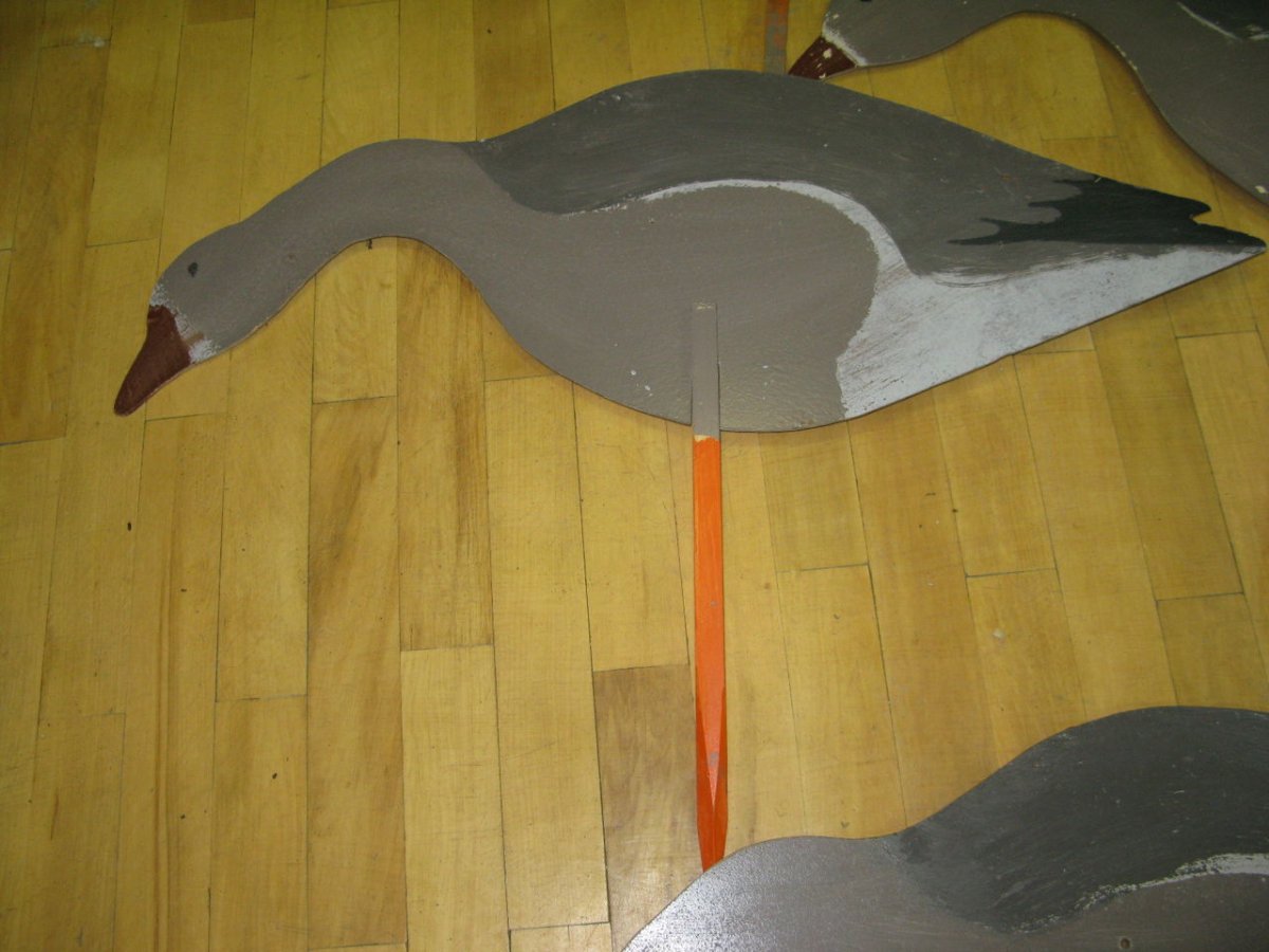 Профиль белолобого гуся