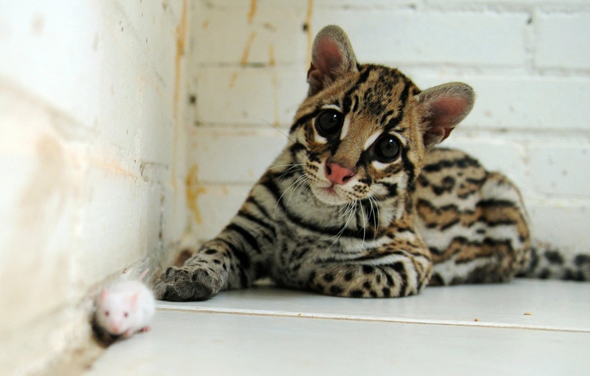 Порода кошек Оцелот домашняя