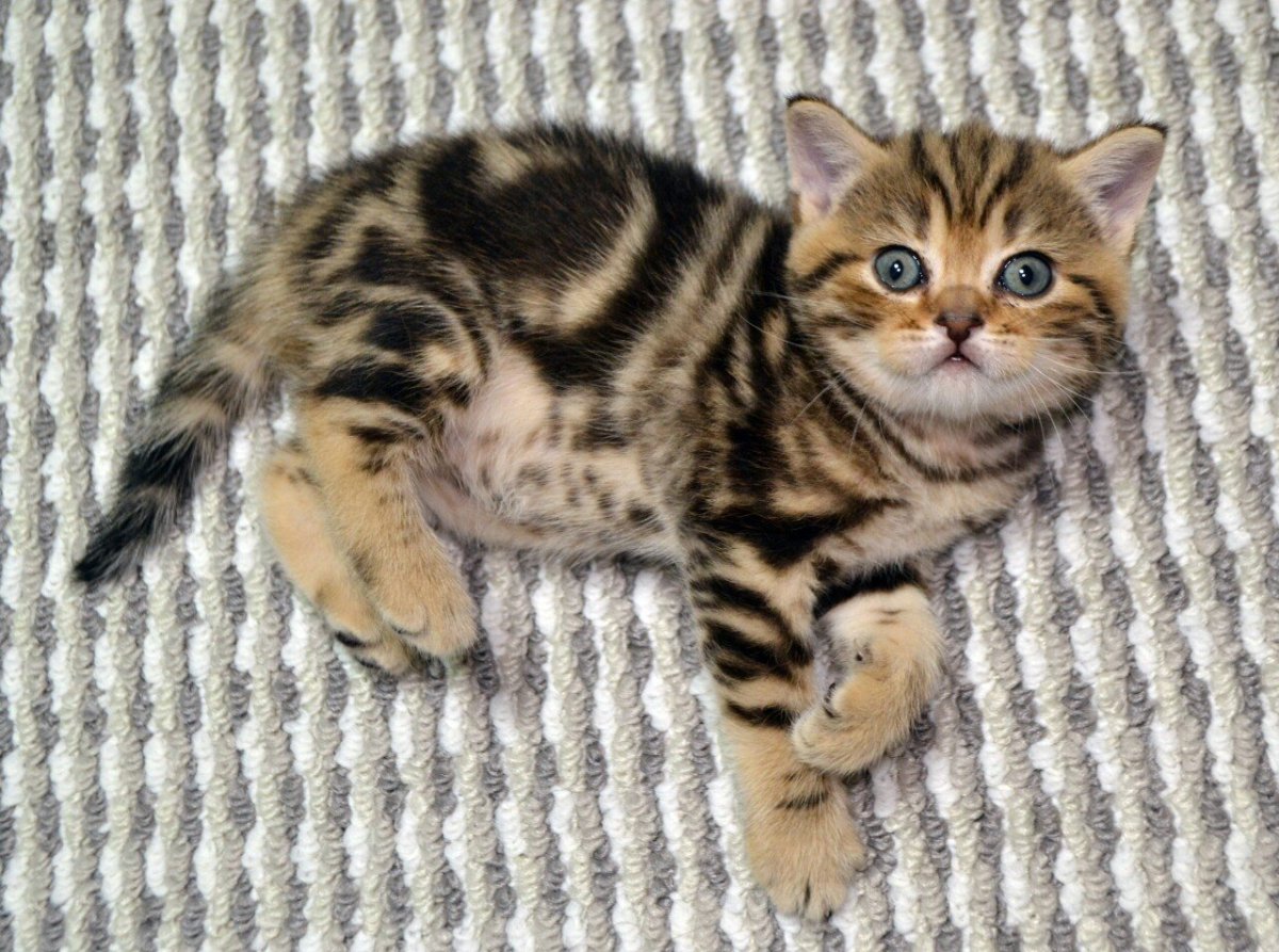 Шотландский мраморный табби