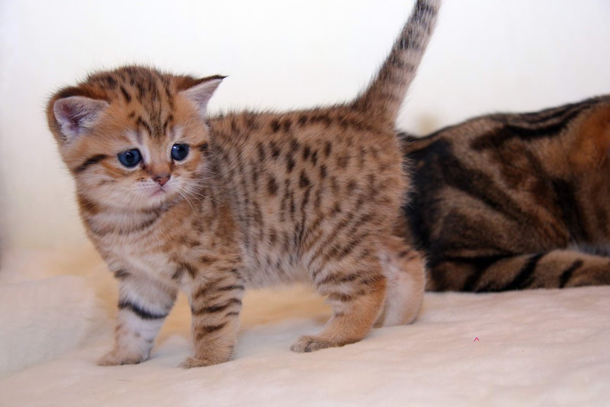 Британец табби тигровый