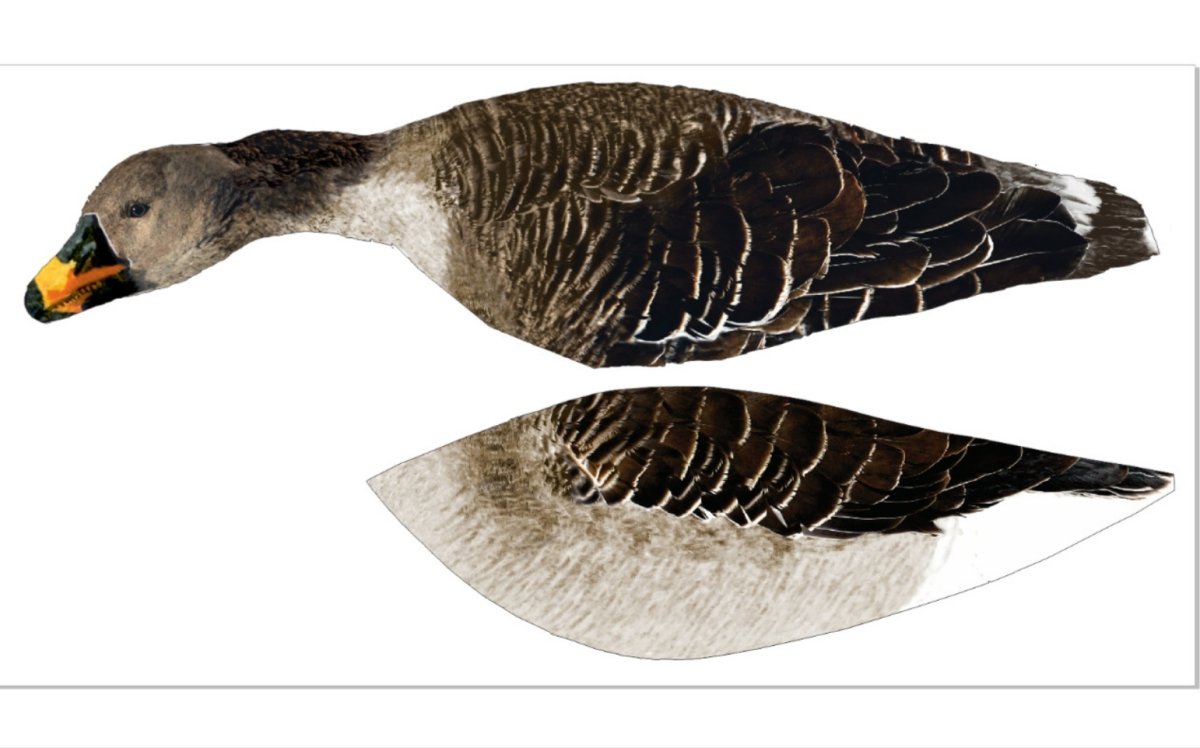 Гусь гуменник кормится