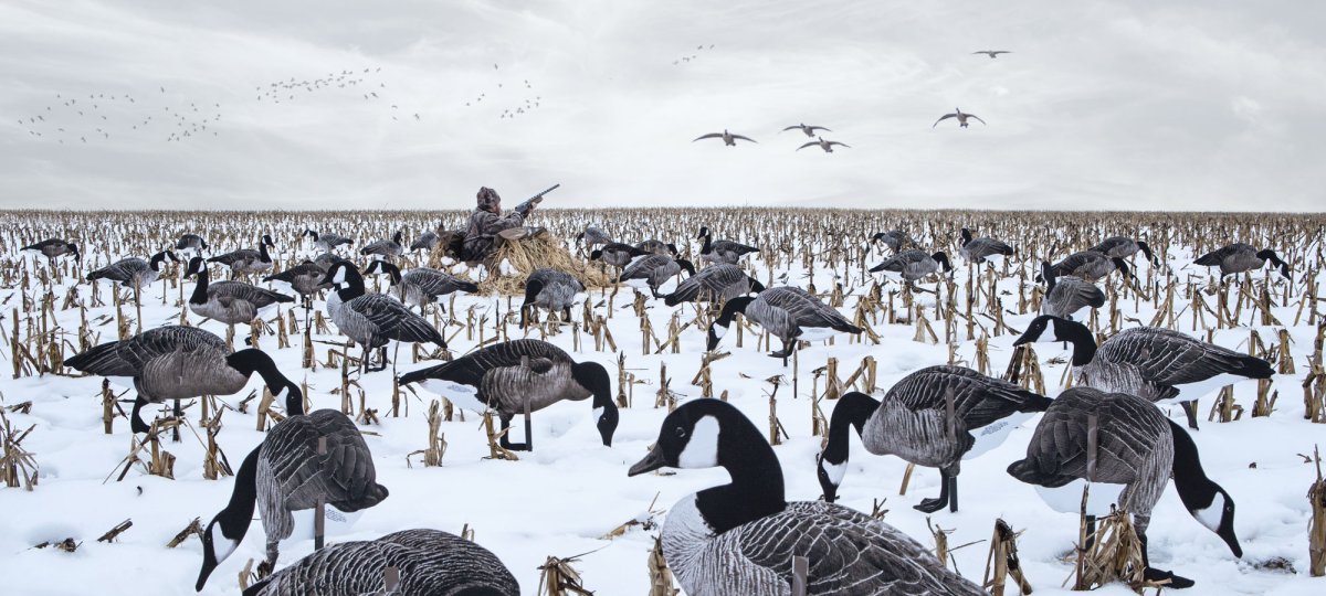 Профиля гусей sxpe белолобый