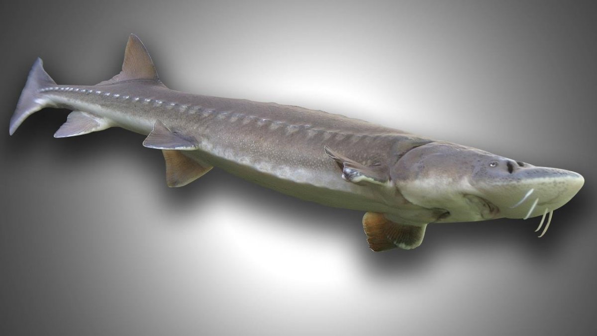 Осетр Обской