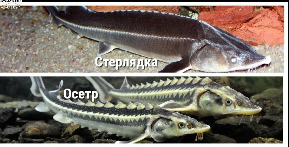 Стерлядь лобарь осетр