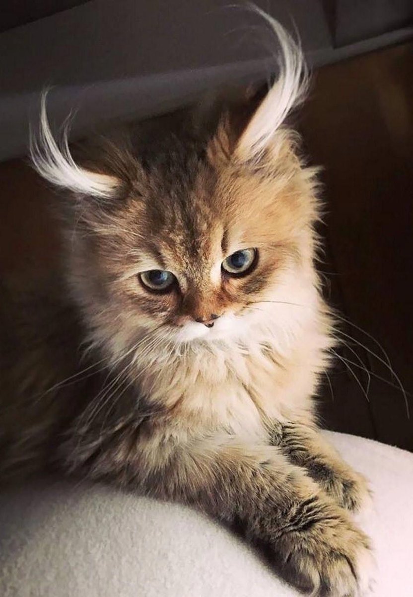 Самый красивый кот в мире