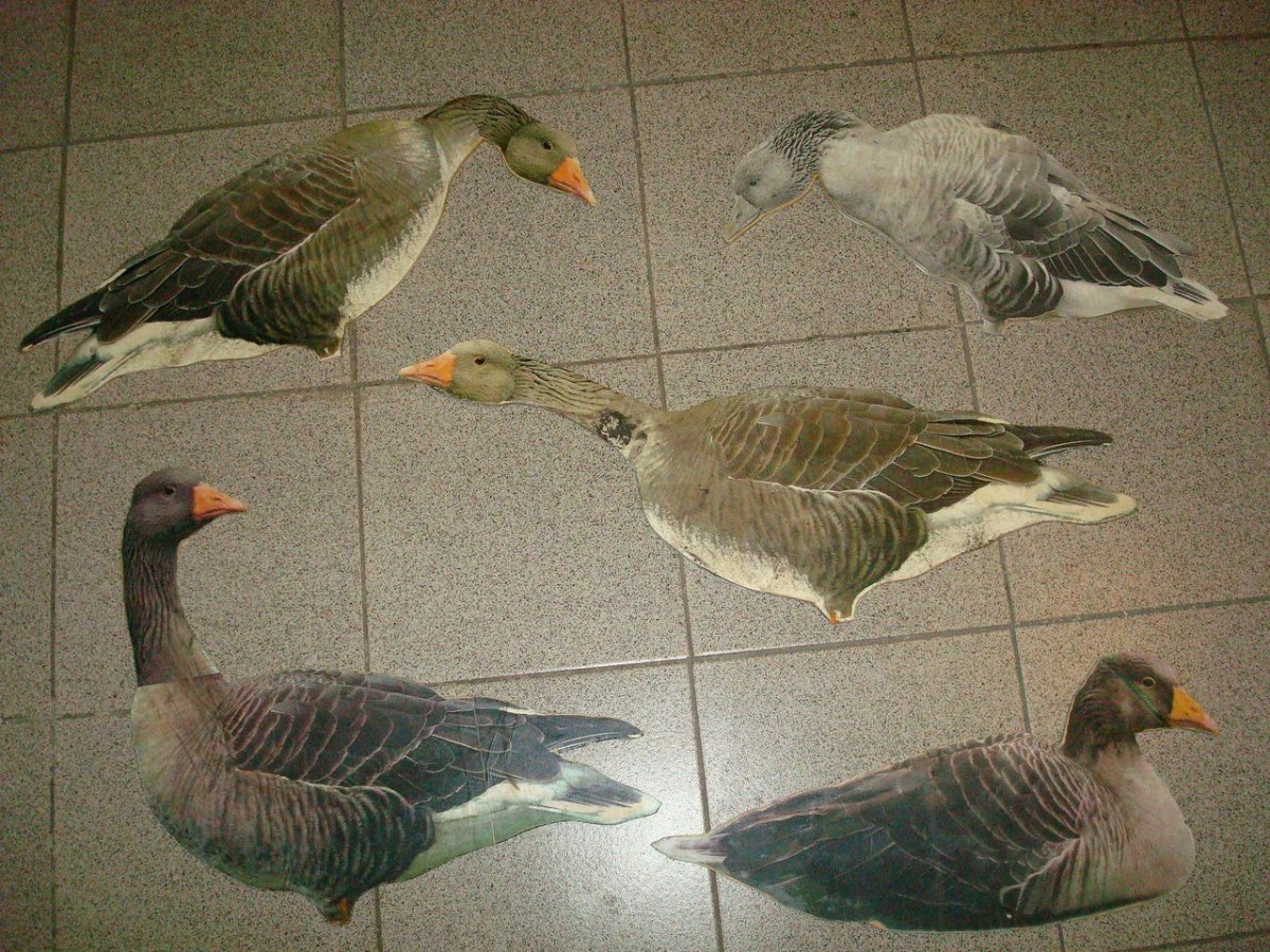 Гусь размер