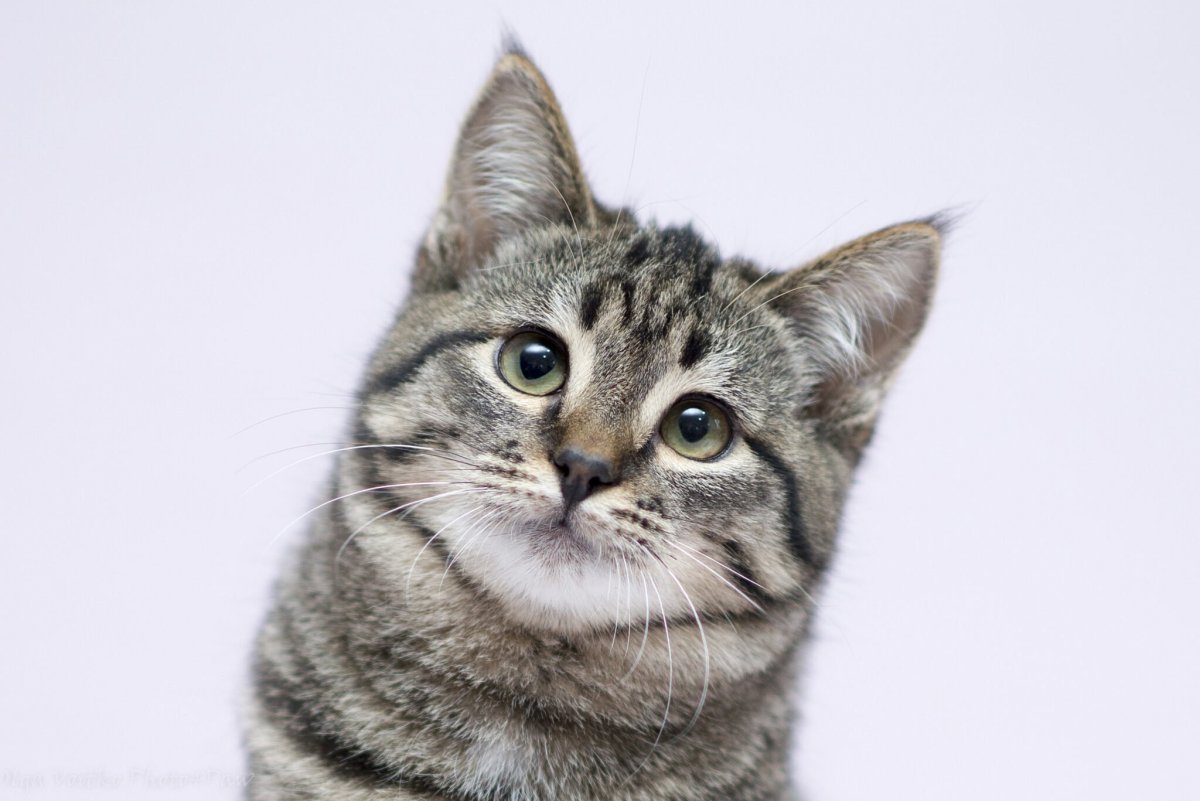 Кошка подросток