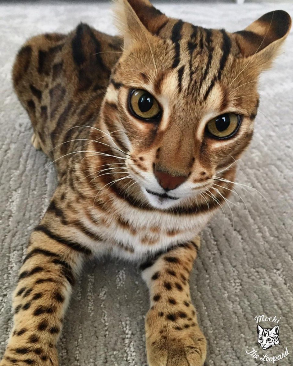 Порода бенгал