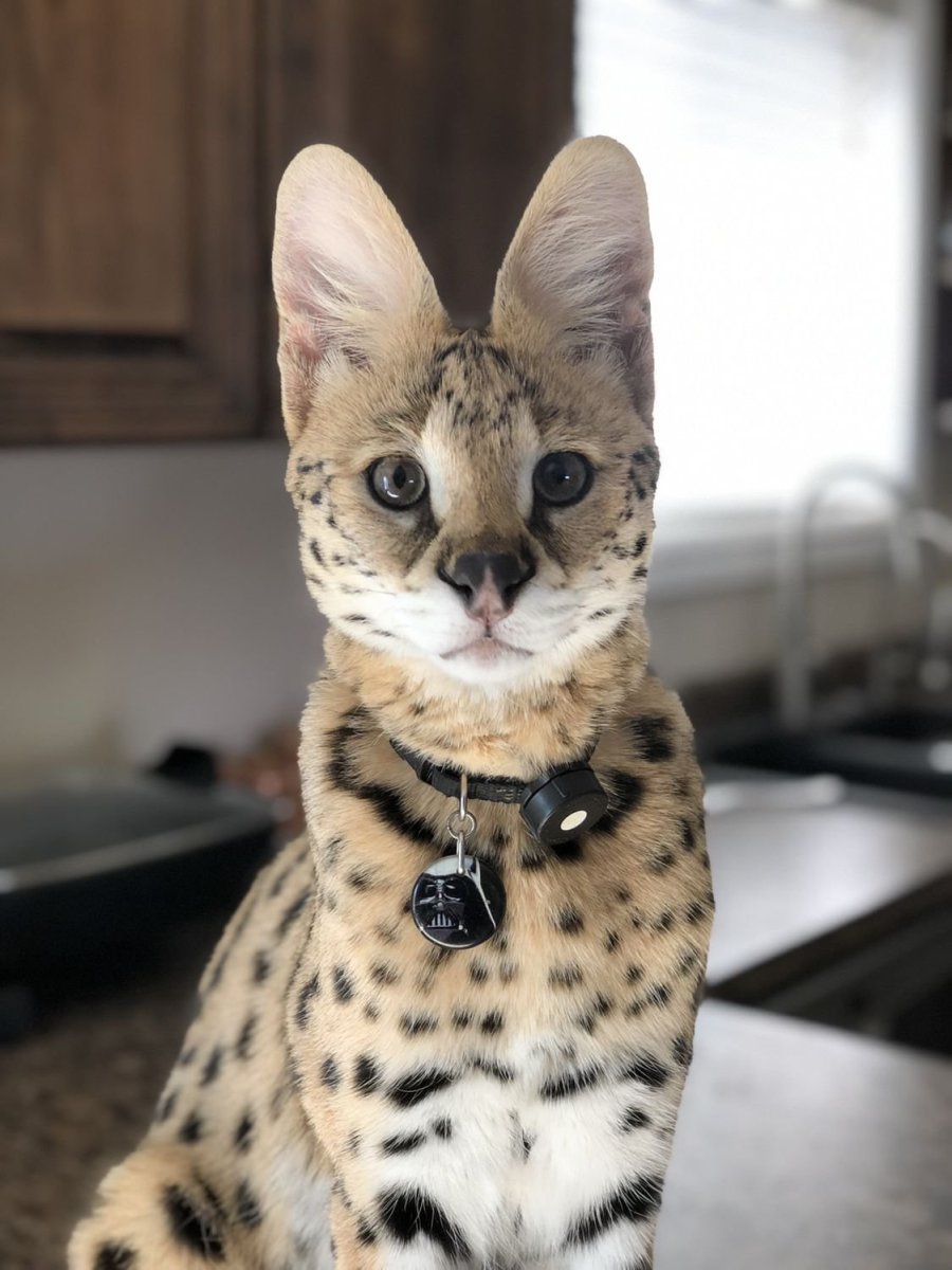 Сервал Саванна