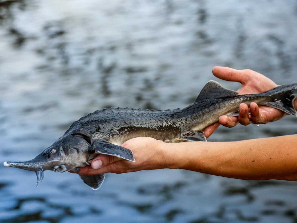 Сибирский осетр в Енисее