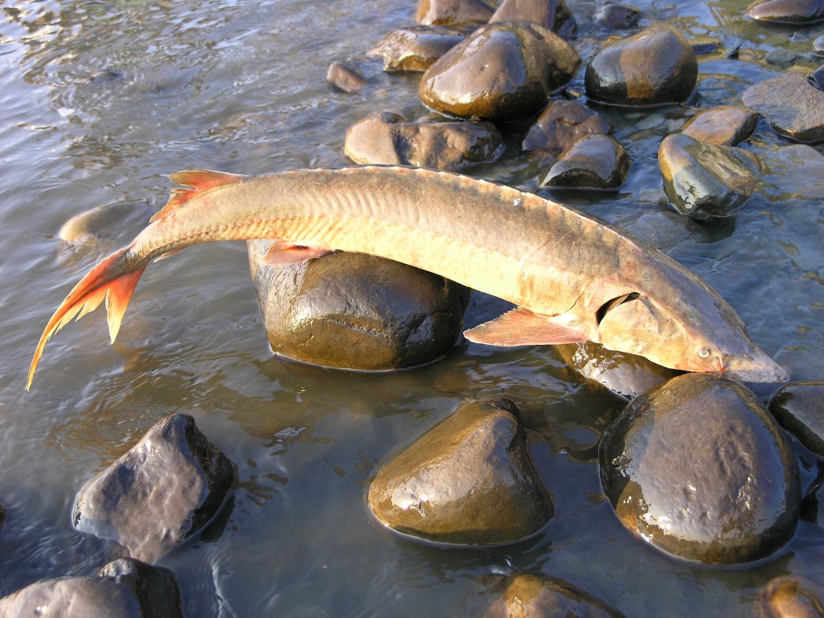 Черный живоглот или хиазмодон