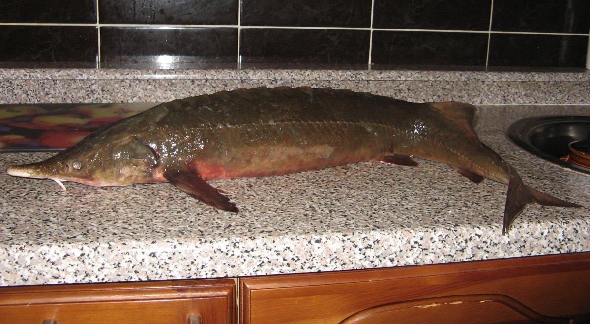 Лобарик рыба