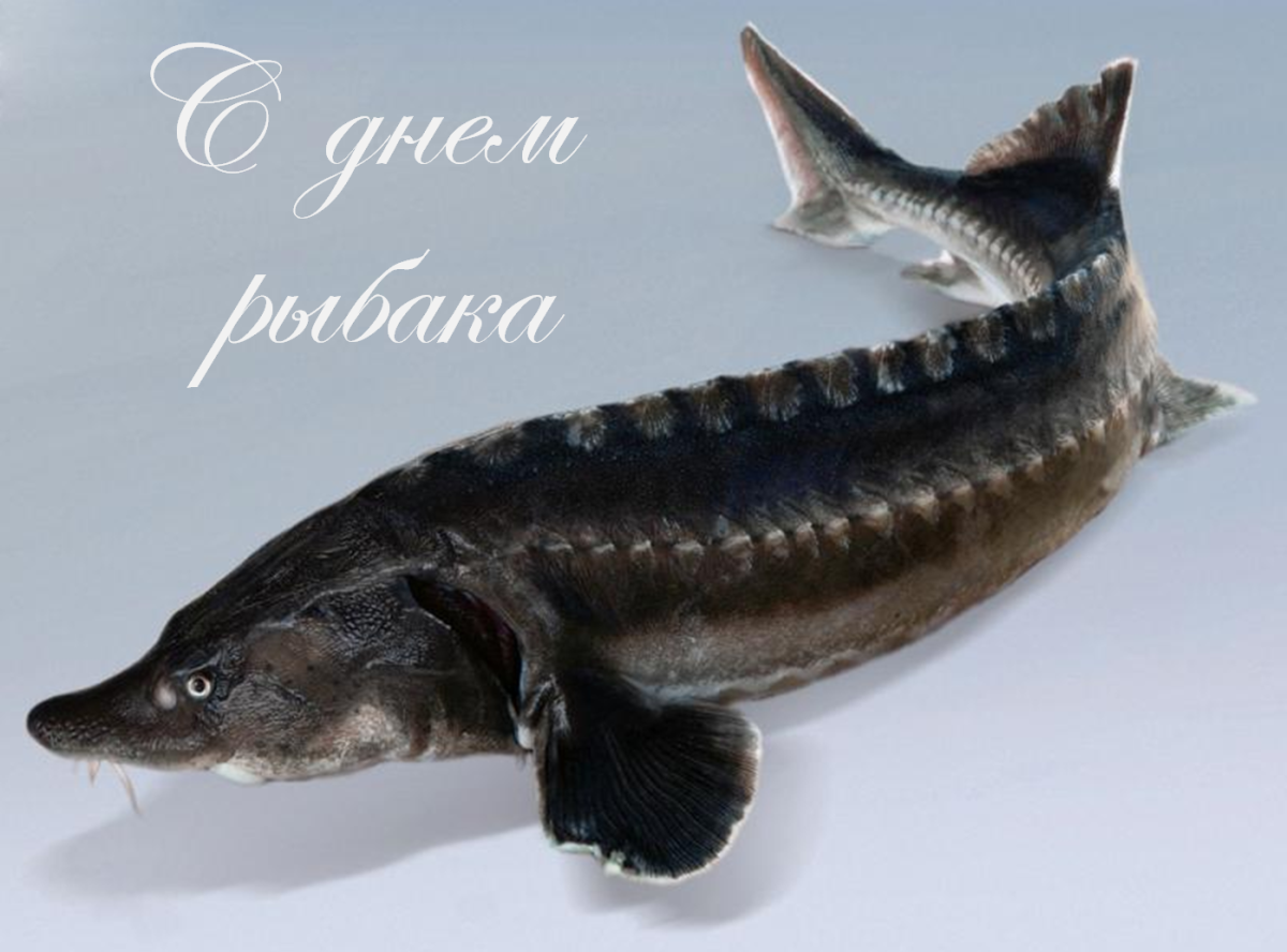 Осетр Белуга севрюга