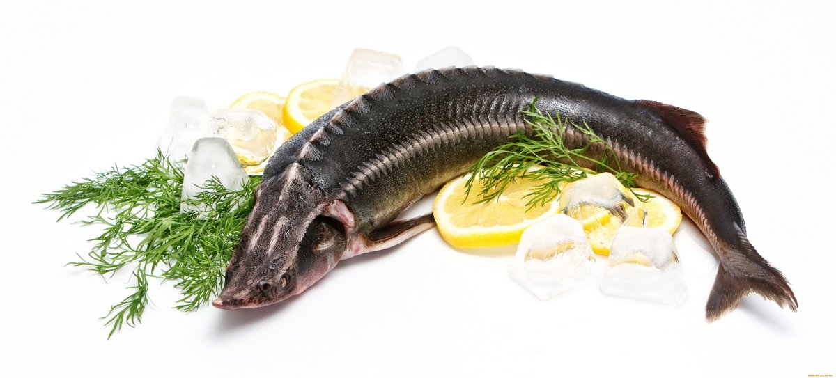Стерлядь (Acipenser  ruthenus Linnaeus, 1758