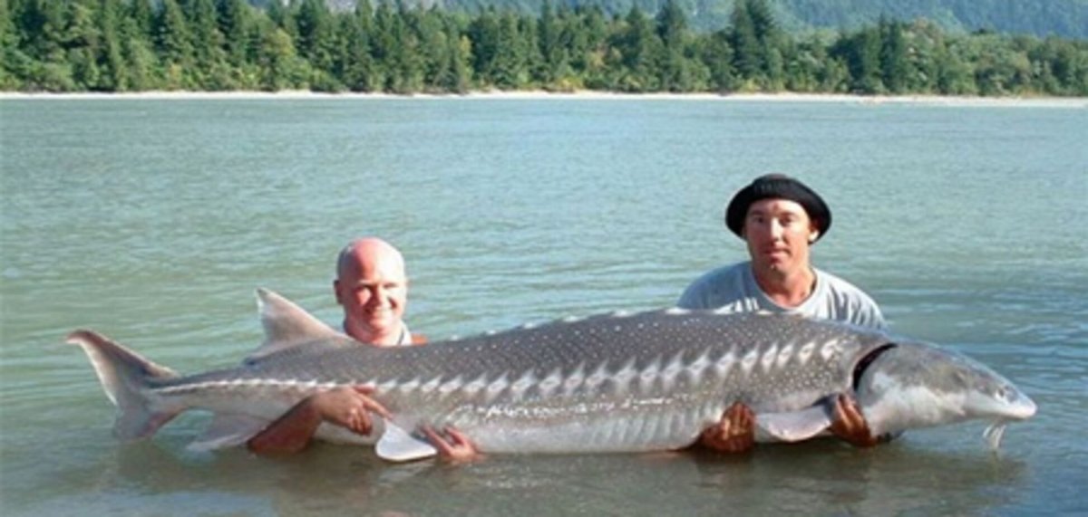 Амурский осетр