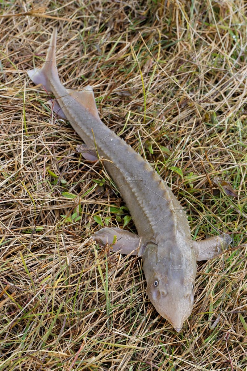 Кастрюк и стерлядь