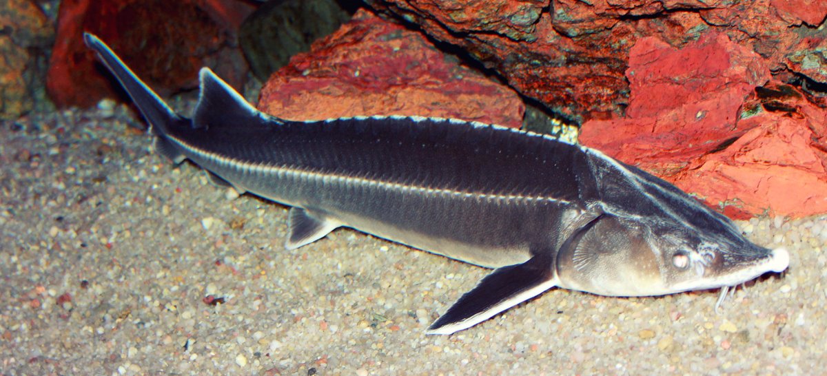 Севрюга – Acipenser stellatus Pallas, 1771