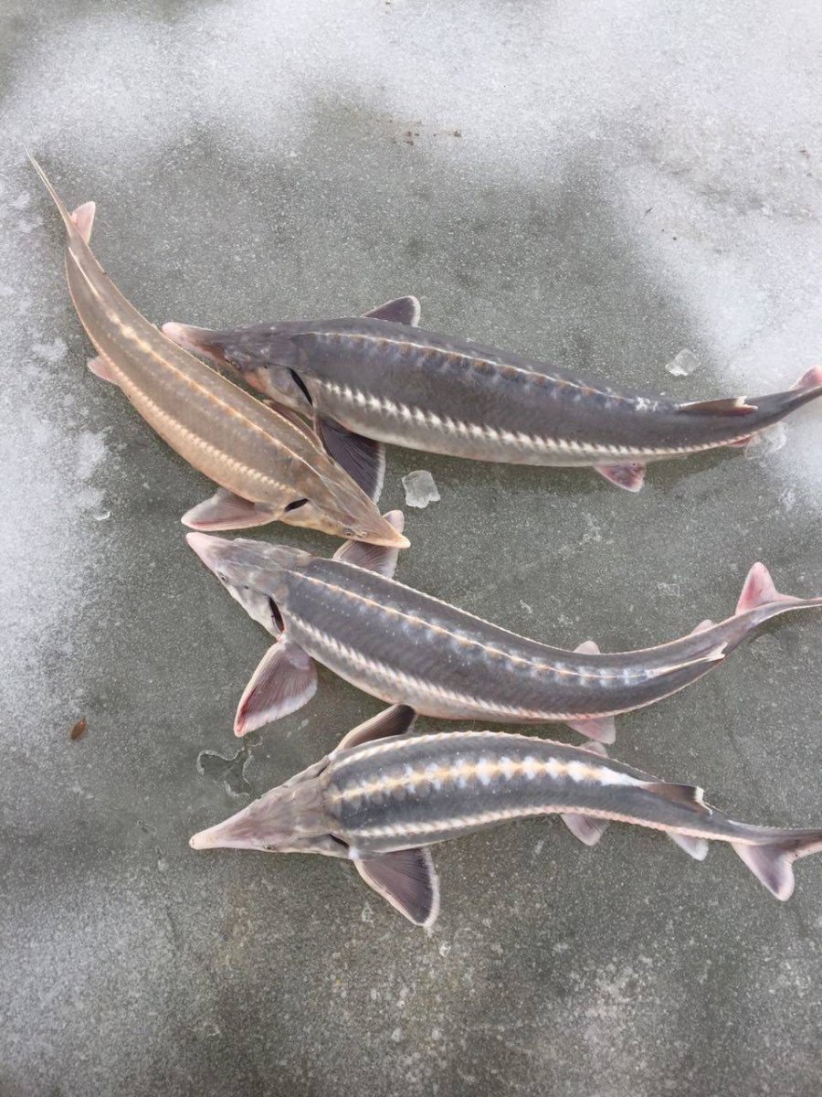 Осетр Бестер