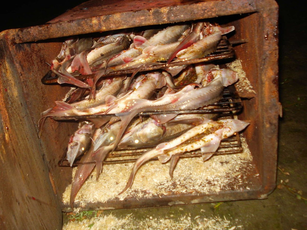 Кастрюк и стерлядь