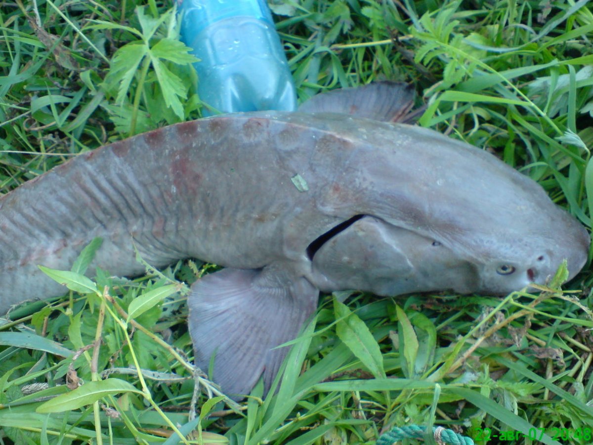 Кастрюк и стерлядь