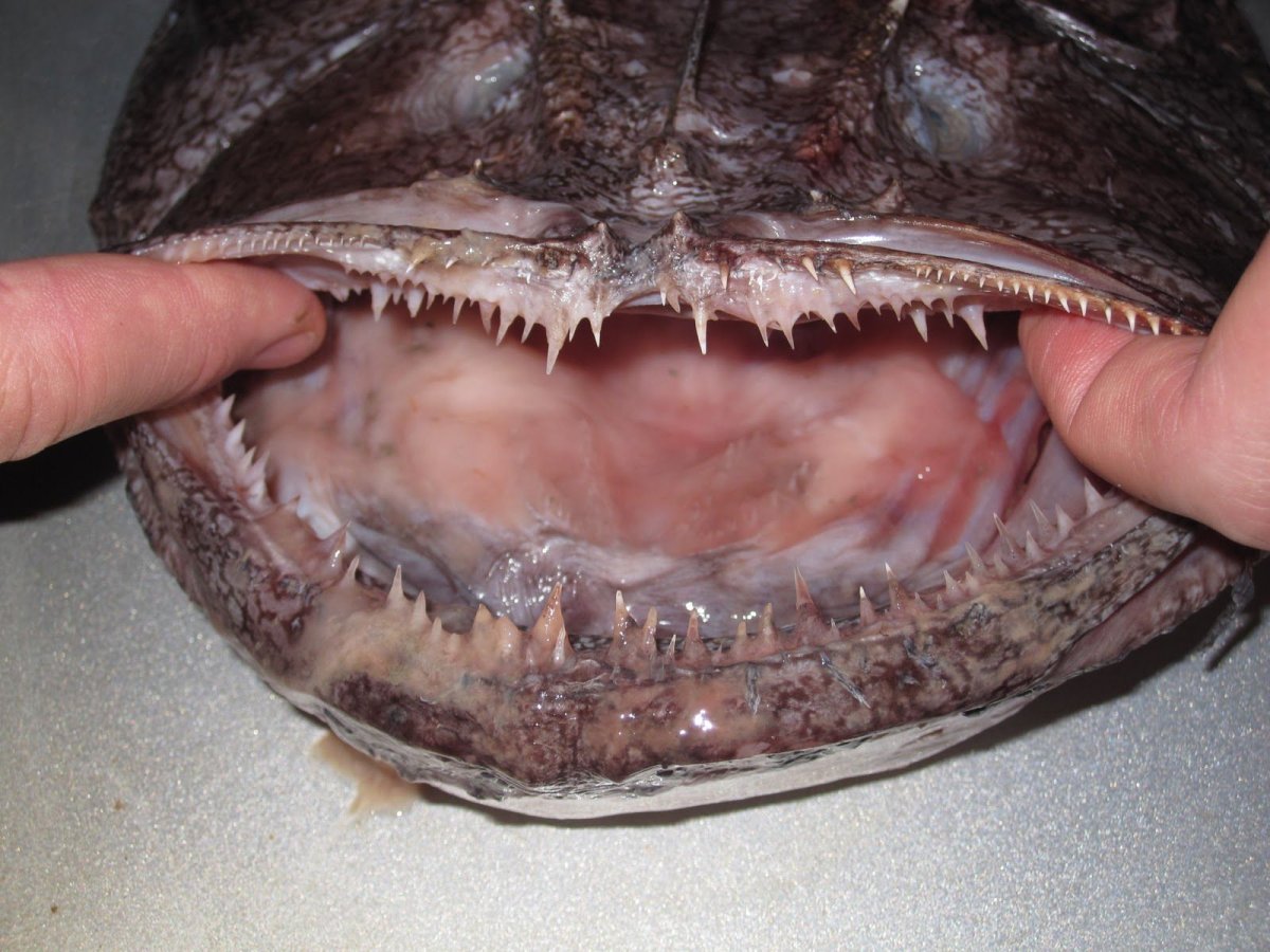 Осётр Сибирский