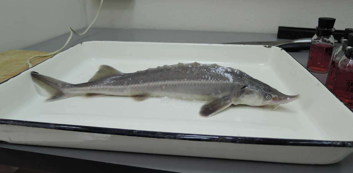 Осетр Енисейский