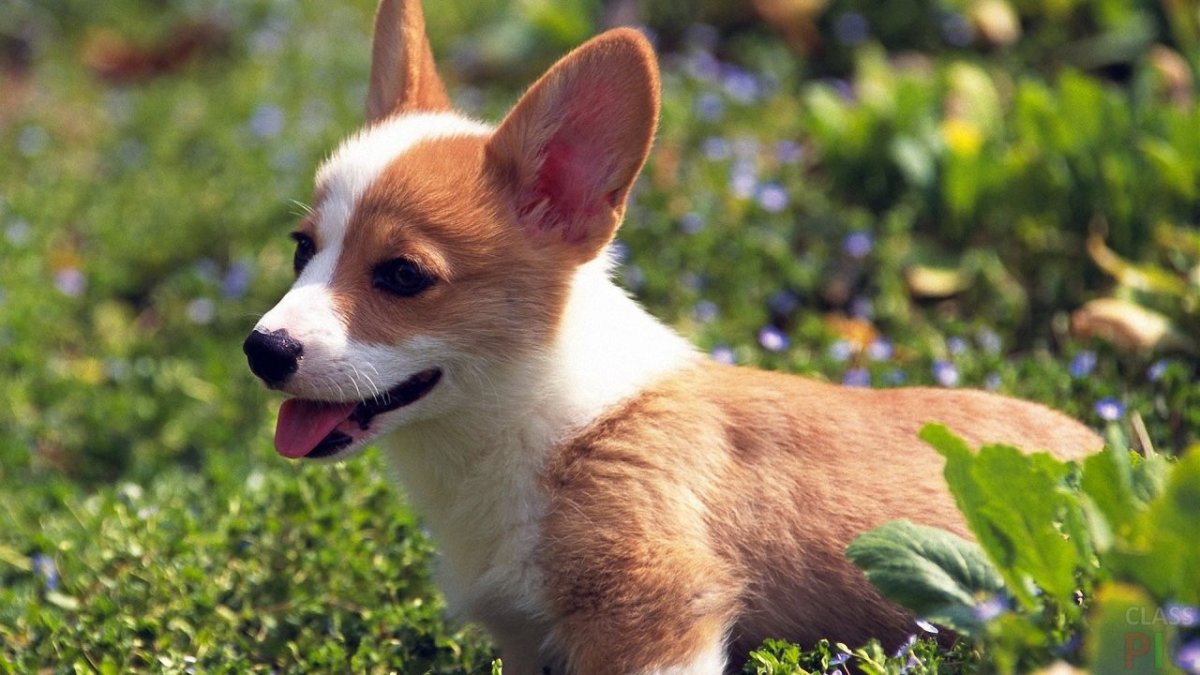 Померанский шпиц