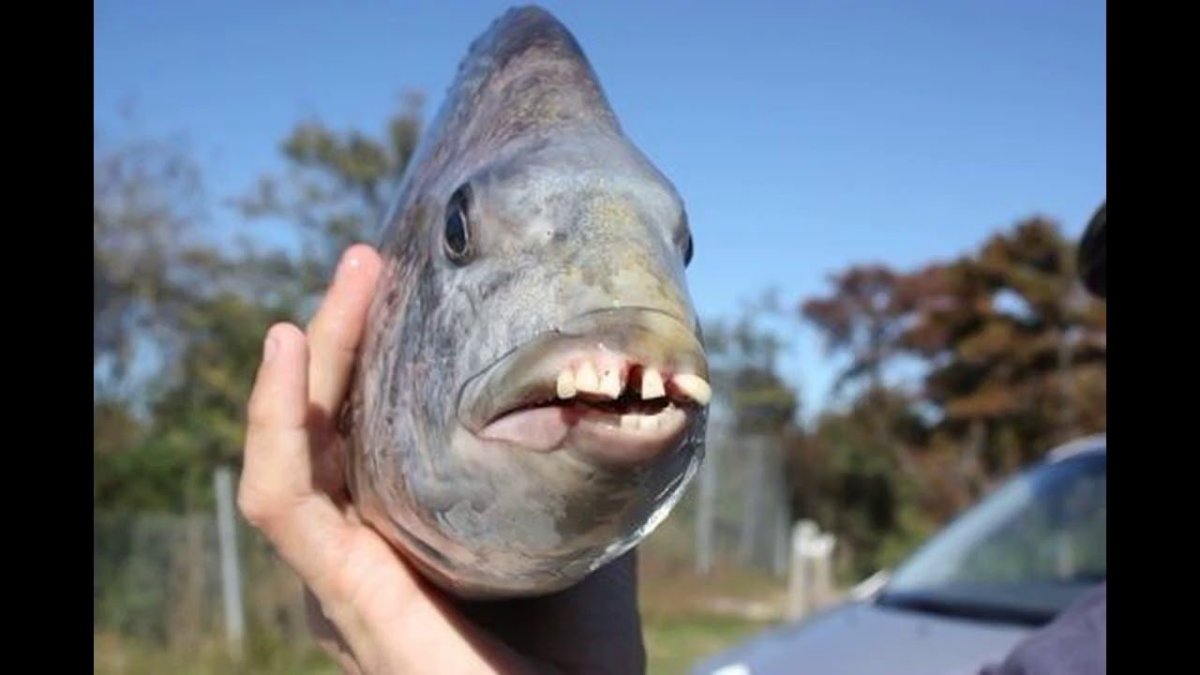 Черноморская скорпена-ёрш