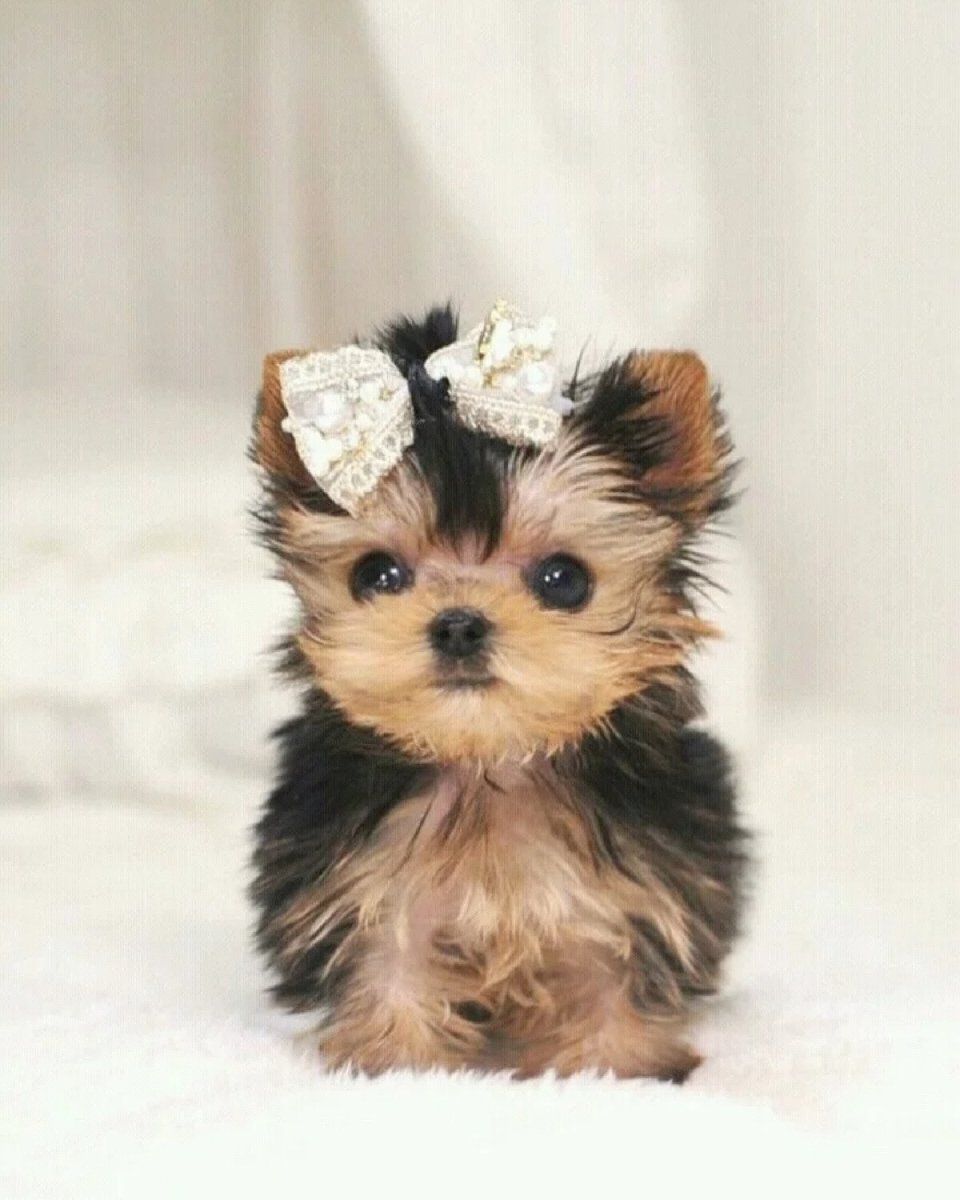 Миниатюрные домашние собачки