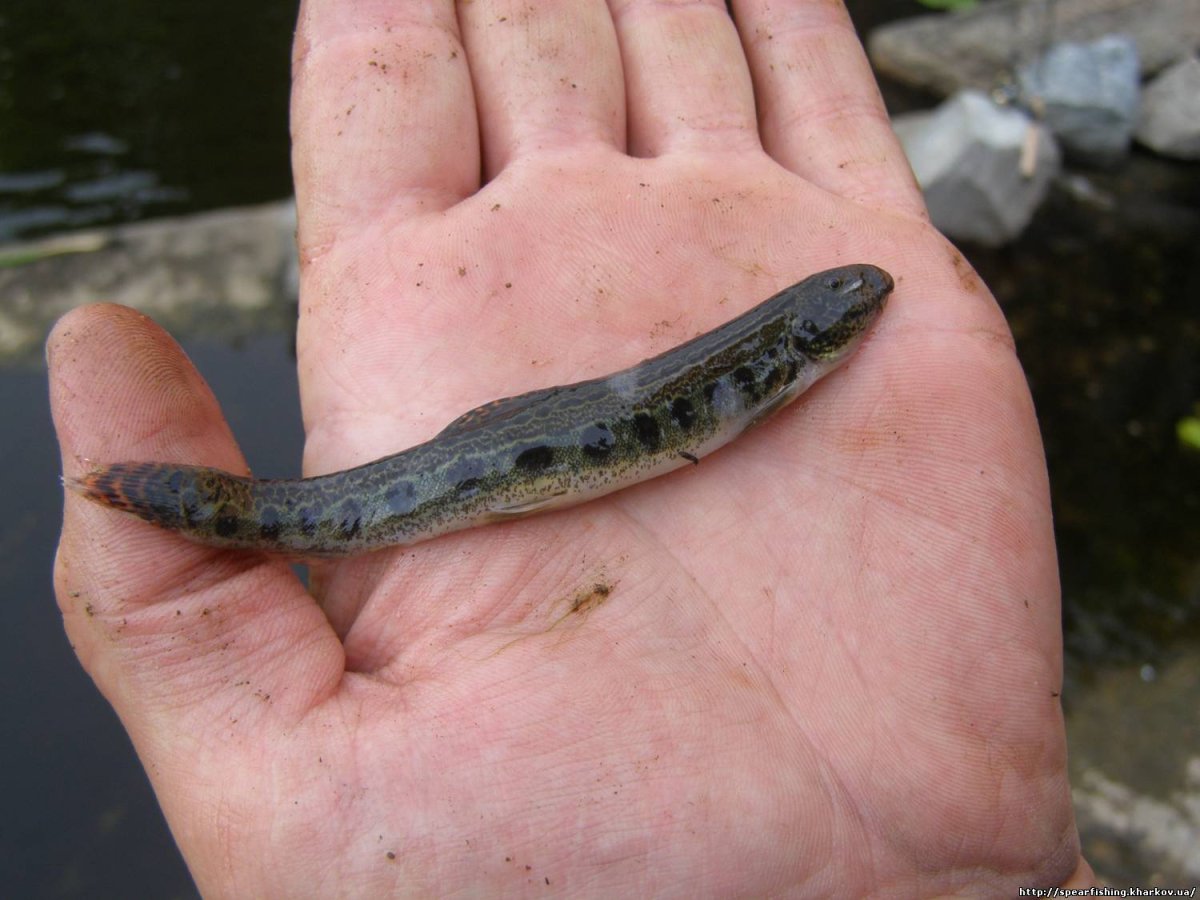 Рыба Вьюн малек