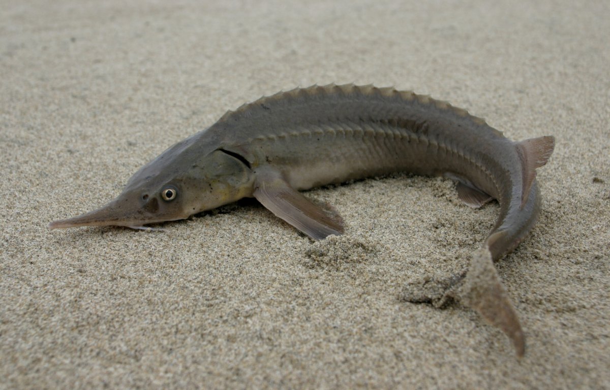 Волжская севрюга