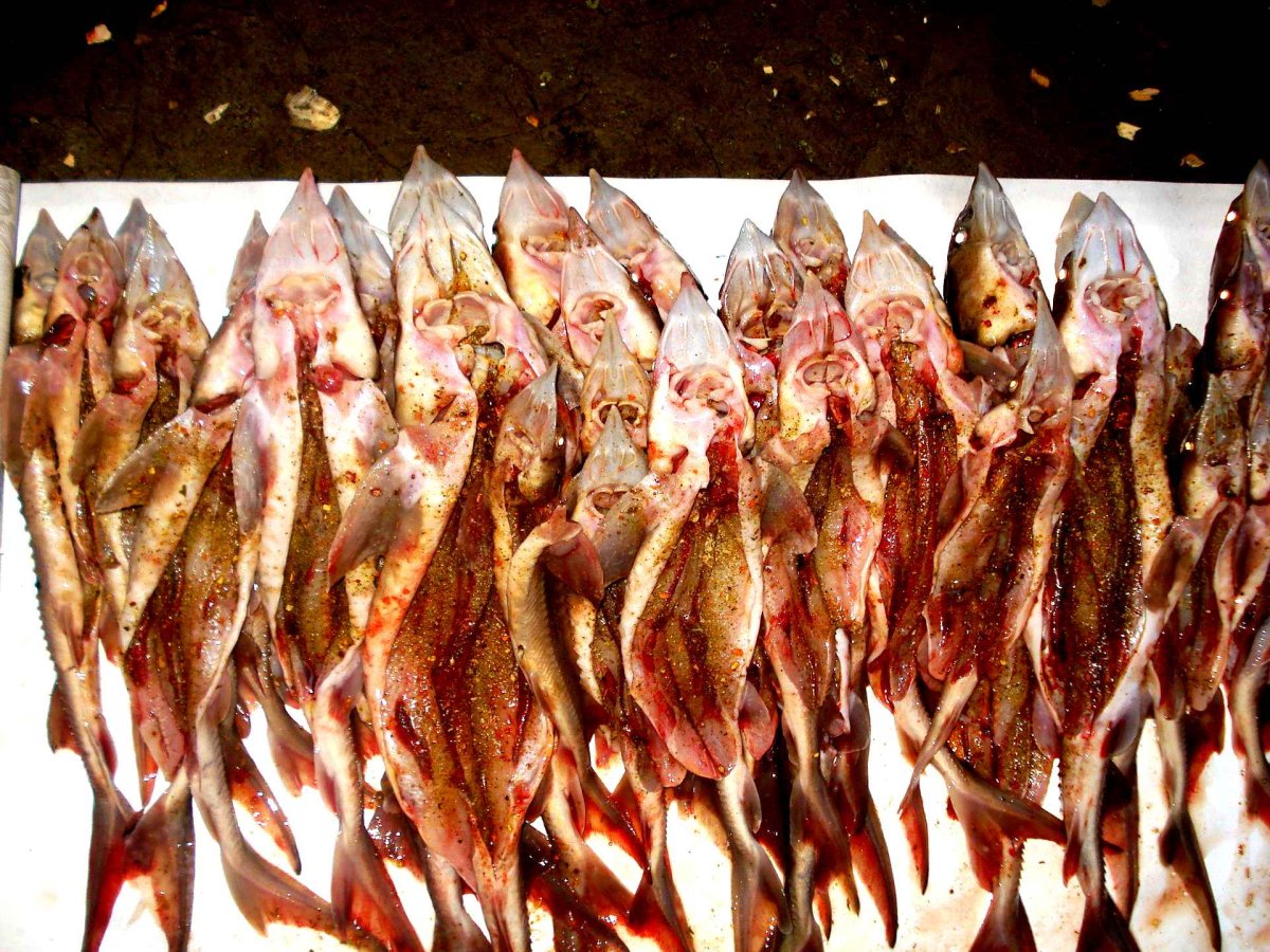 Рыбы стоячих водоемов