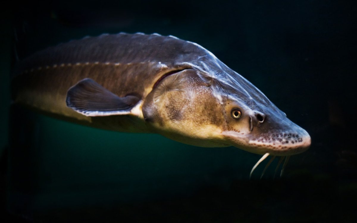 Река Фрейзер осетрина рыбалка