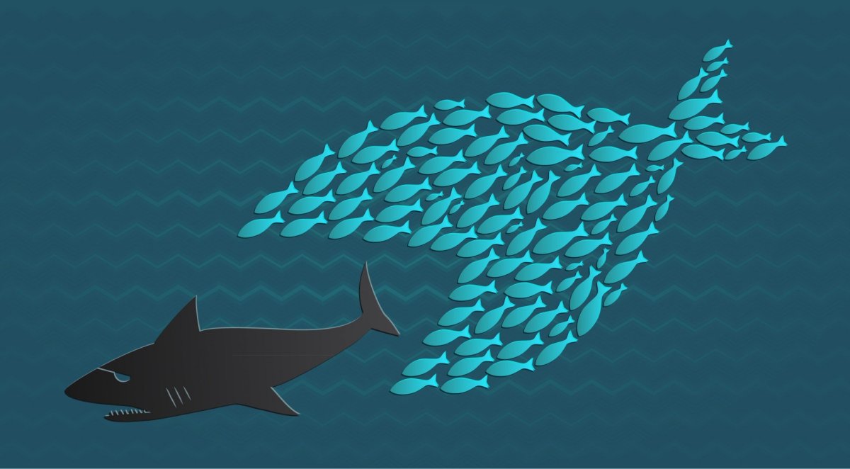 Севрюга рыба