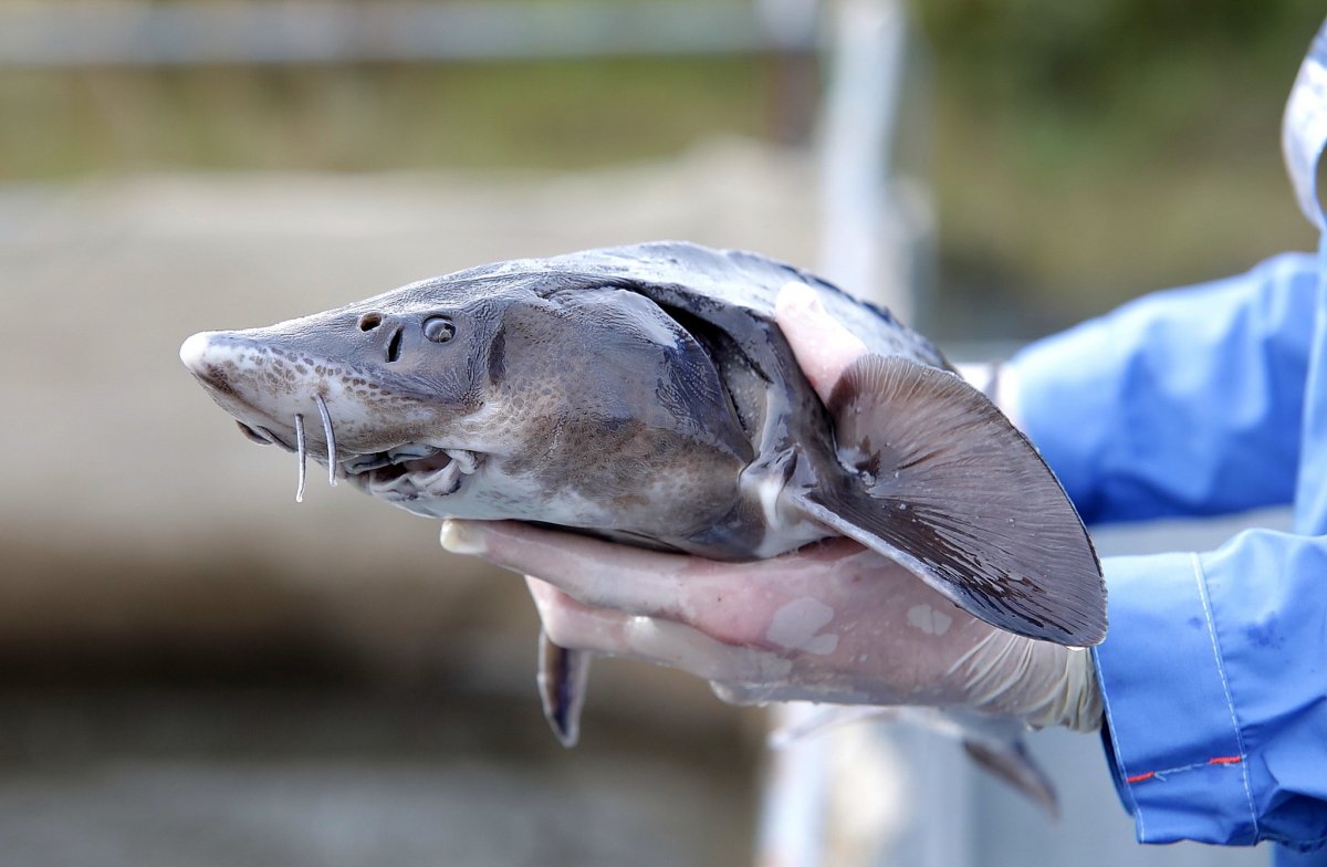 Стерлядь Acipenser ruthenus