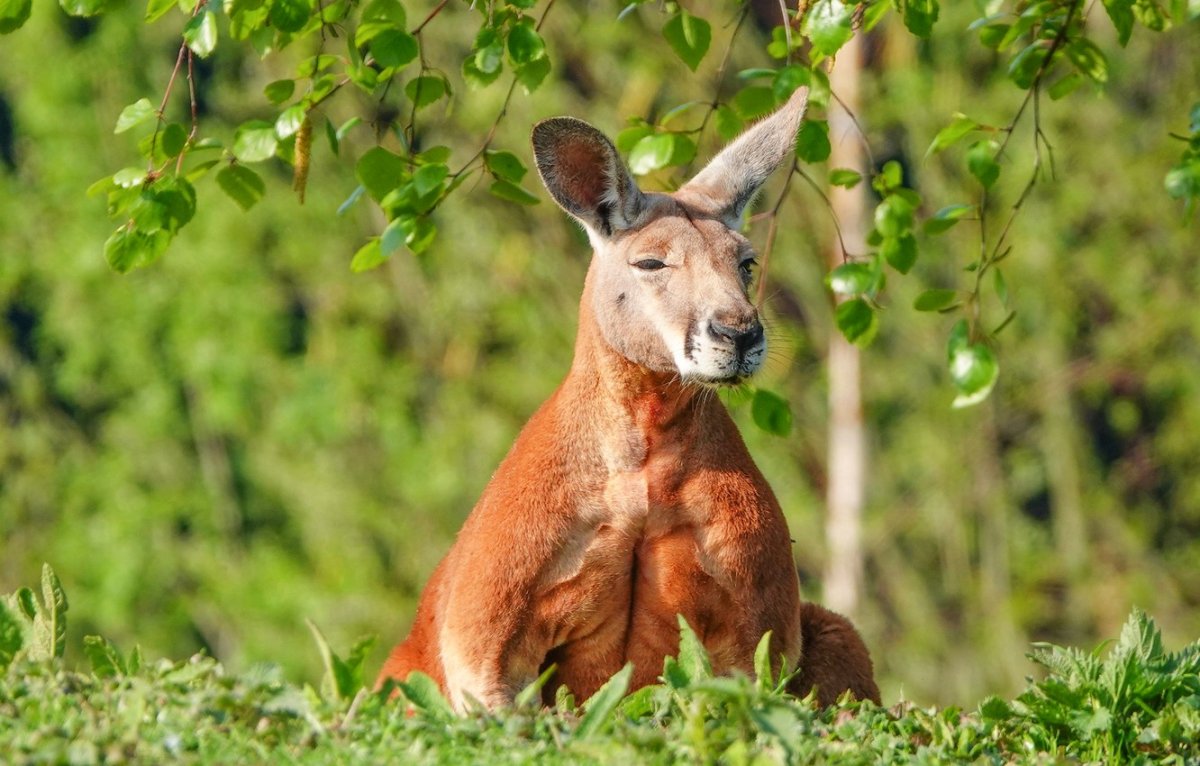 Исполинский кенгуру